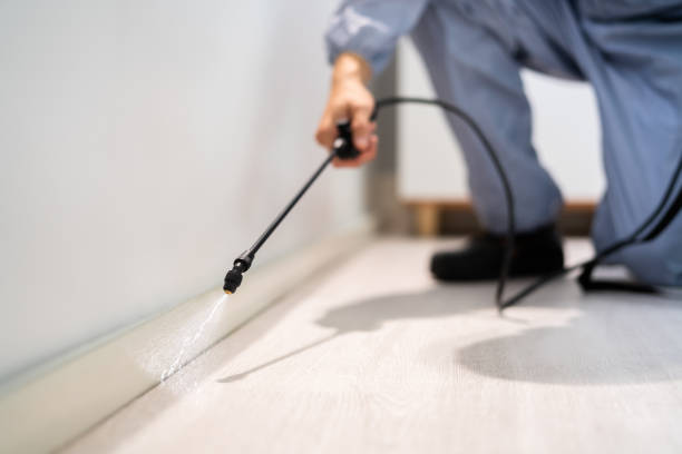 Licensed Termite Control service in Hazardville, CT - Nex Pest Control
